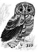 owl2